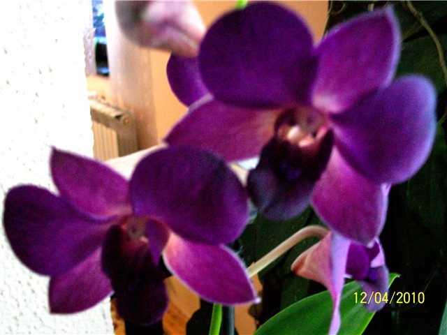 orhideja Dendrobium 
